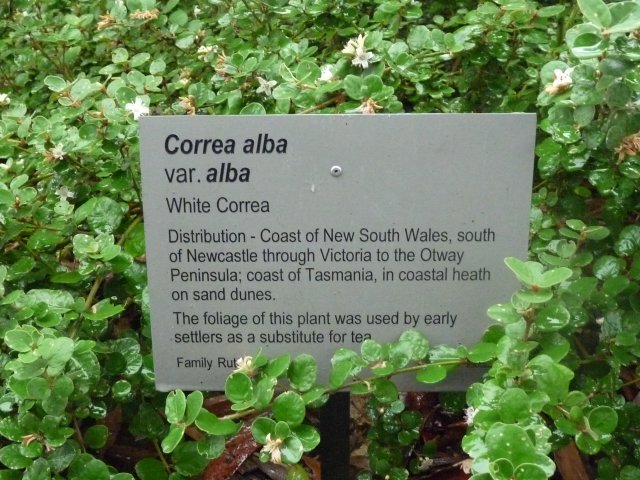 White Correa at Australian Botanic Gardens, Mt Annan